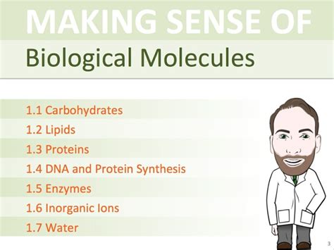 A Level Biological Molecules PowerPoint