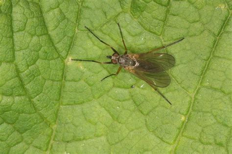 Rhagionid Fly Los Trancos Osp San Mateo Co Ca Tenebboy Flickr