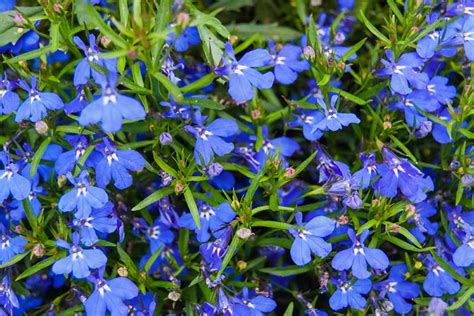 Blue Flowering Plants Zone 9 Choosing Perennials In Zone 9 What Are Some Good