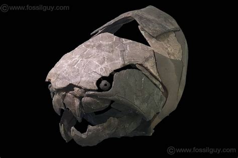 Dunkleosteus Your Guide To The Giant Armored Placoderm Of The Devonian Seas