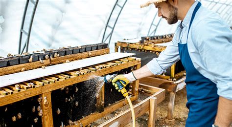 Are Edible Snails A Source Of Sustainable Meat