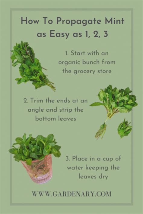 How To Propagate Mint In 3 Easy Steps • Gardenary