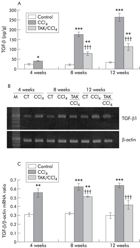 Effect Of Carbon Tetrachloride Ccl 4 And Tak 044 Treatment On