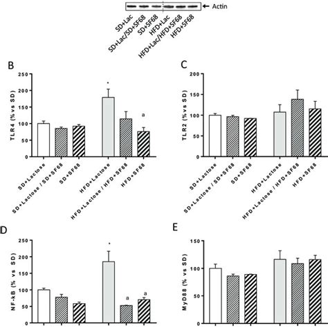 Representative Blots A And Densitometric Analysis Of B ZO 1 C