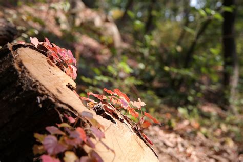 Free Images Tree Nature Forest Grass Branch Wood Leaf Flower