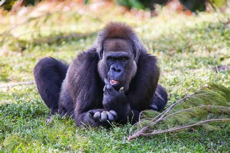 10 Incredible Cross River Gorilla Facts - A-Z Animals