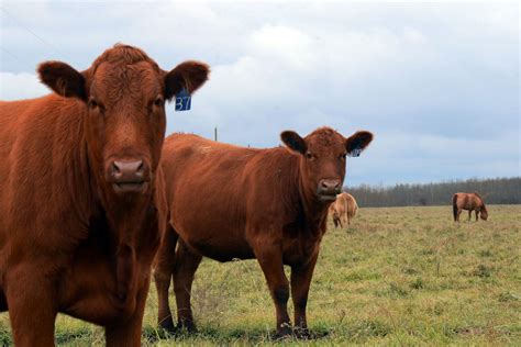 3 Things To Know About The Red Heifers Charisma Magazine Online