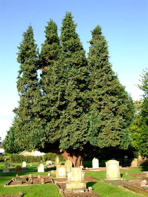 Chamaecyparis lawsoniana - Trees and Shrubs Online