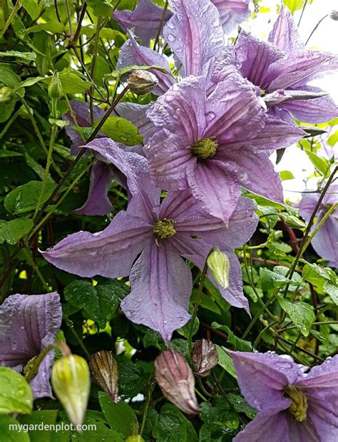 Tips For Growing Clematis Queen Of Flowering Climbers Clematis