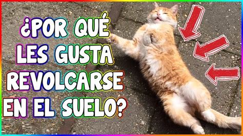 Por qué los gatos se restriegan en el suelo Descubre el