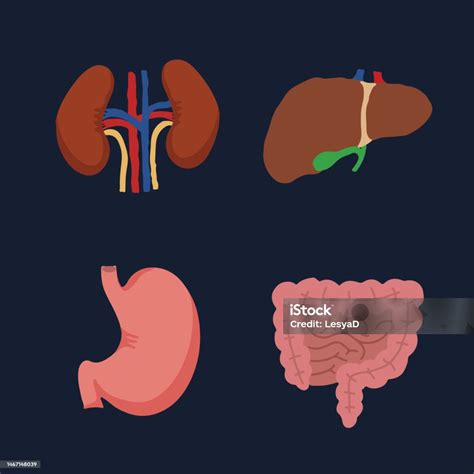 Human Internal Organs Cartoon Anatomy Body Parts Stomach With