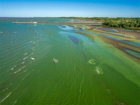 Alerta naranja por cianobacterias en el Río de la Plata DLN