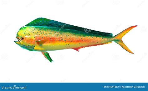 Mahi Mahi Or Golden Mackerel Isolated Or Great Dolphin On White