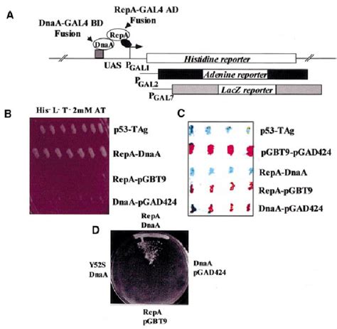 A Schematic Representation Of The Yeast Two Hybrid System For In