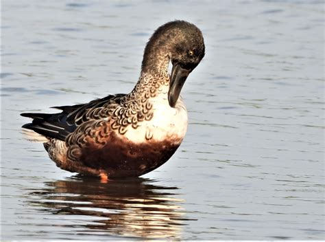 Vroege Vogels Foto Vogels Weekend Staat Voor De Deur Dus Even Poetsen