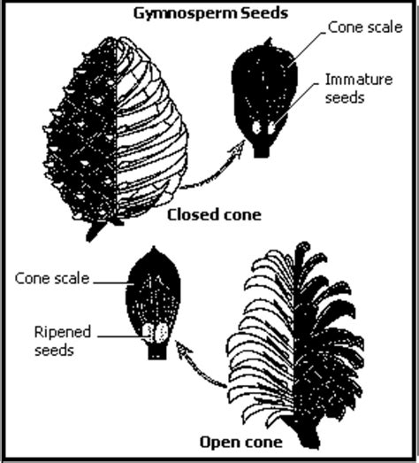 Gymnosperm; Its Importance and General Characteristics