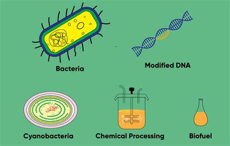 Sustainability Bioenergy And Biofuel