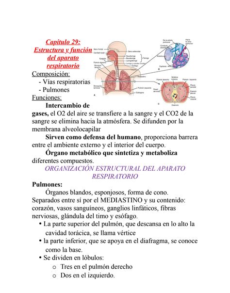 SOLUTION Estructura Y Funcion Del Aparato Respiratorio Studypool