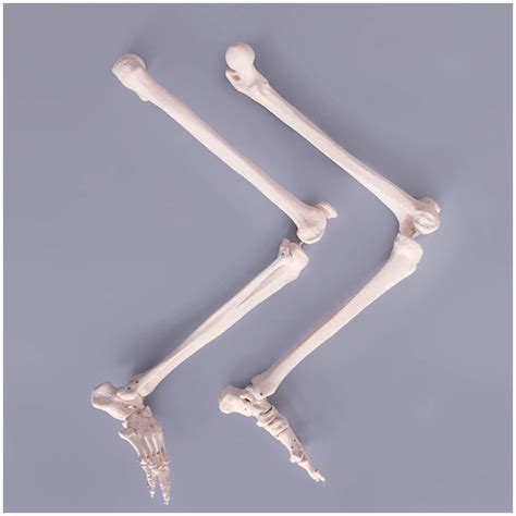 Buy DBSCD Lower Limb S Model Life Size Lower Limb Model Anatomical