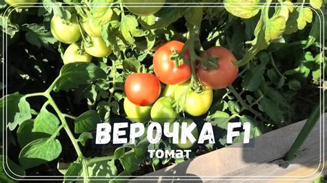 🍅 Томат ВЕРОЧКА F1 - YouTube