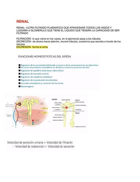 Renal Paola Escobedo Udocz