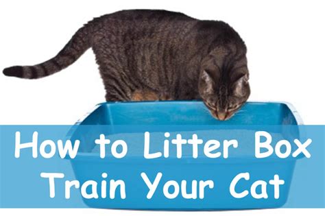 Litter Box Training : How to get Your Cat to Use One | Cat Mania