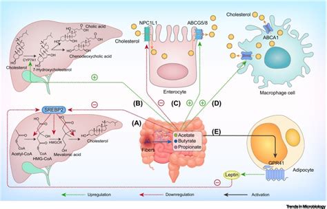 Gut Microbiome Mediated Mechanisms For Reducing Cholesterol Levels