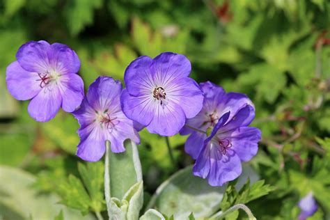 6 Of The Best New Perennial Flowers Of 2020