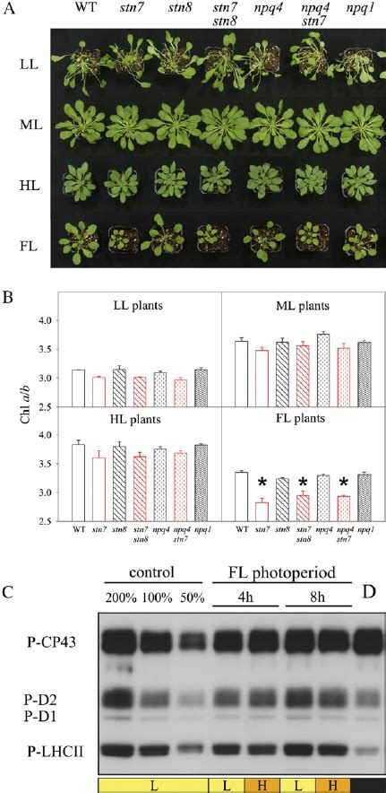 Phenotypes Of Arabidopsis Wild Type WT And Mutant Plants Grown Under