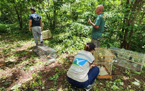 Semace Realiza Soltura De Animais Silvestres Superintend Ncia