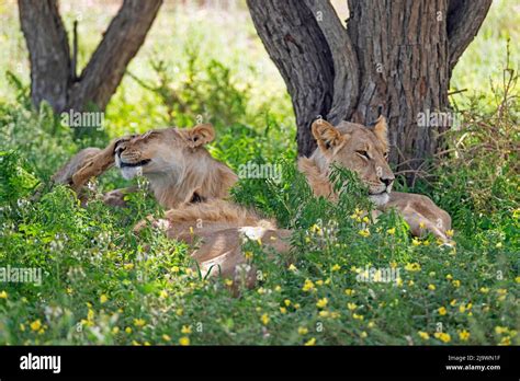 Three Young Male African Lions Panthera Leo Resting In The Kalahari