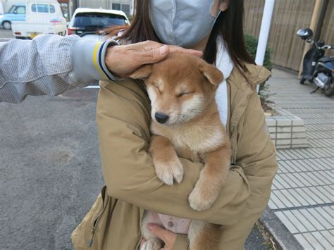 元気に巣立っていきました・・ 愛媛翔輝荘 柴犬専門ブリーダー！