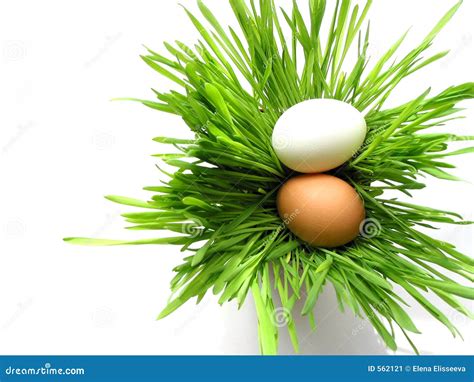 Ovos De Easter Na Grama No Branco Imagem De Stock Imagem De Galinha