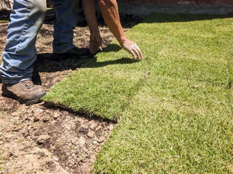 Zoysia Grass For Lawns The Ultimate Guide Lawn Chick