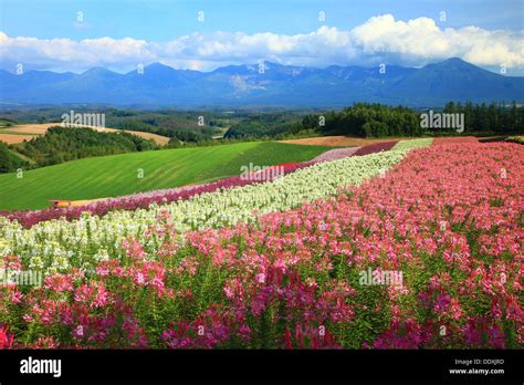 Flower Field In The Countryside Hokkaido Stock Photo Alamy