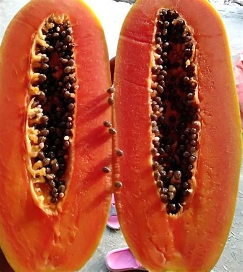 Natural Green Papaya Seedling, For Agriculture, Packaging Size: 500gm ...