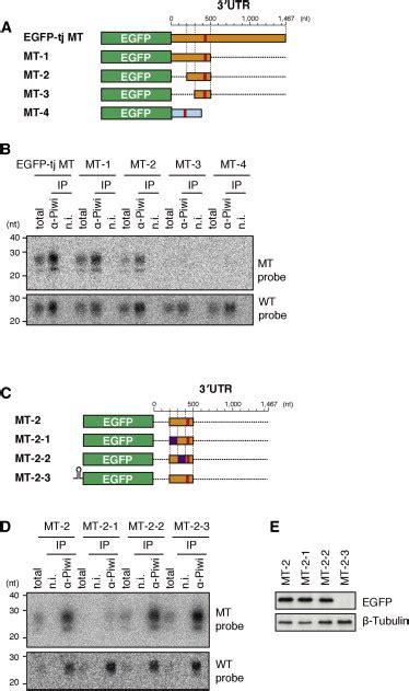 Identification Of A Cis Regulatory Element In The Tj 3′ Utr Download