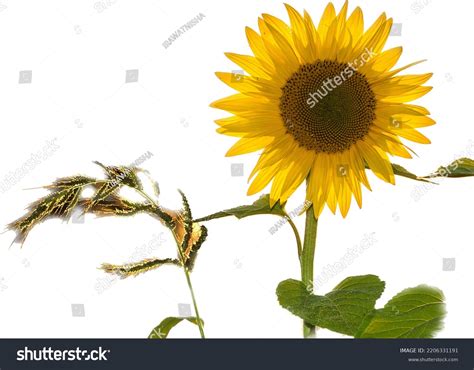 82 Sunflower Jpeg Images, Stock Photos & Vectors | Shutterstock