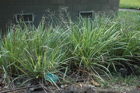 Paspalum Scrobiculatum L Mijo Koda World Flora Pl NtNet Identify