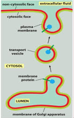 Cell Bio Exam 2 Flashcards Quizlet