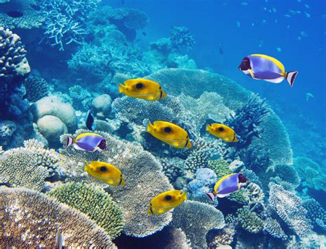 Tropical Fish Over A Coral Reef Jigsaw Puzzle In Under The Sea Puzzles