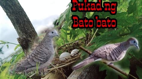 Pag Gawa Ng Trap At Naka Kita Kami Ng Pugad Ng Bato Bato Youtube