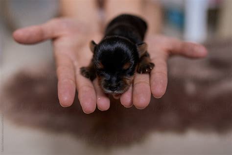 Newborn Yorkshire Terrier Puppies In The Palm Of Your Hand By Stocksy