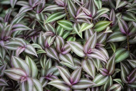 Wandering Jew Plant Care Guide Just Houseplants