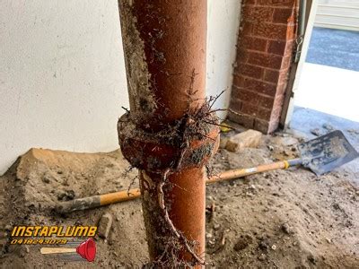 Tree Root Removal From A Blocked Drain Under A Building