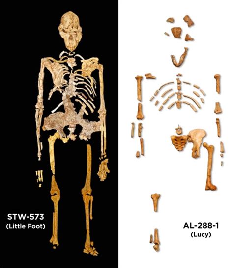 Australopithecus Skeleton