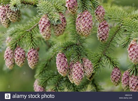 Sitka Spruce Cones High Resolution Stock Photography And Images Alamy