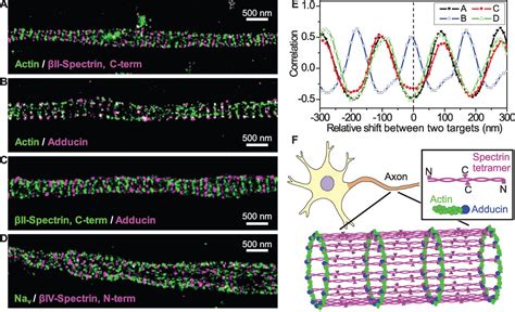 Actin Spectrin And Associated Proteins Form A Periodic Cytoskeletal