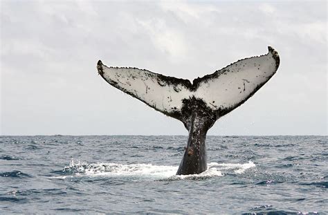 Humpback Whale Tail By Photography By Jessie Reeder