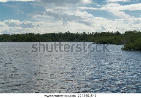 Mangrove Biome Often Called Mangrove Forest Stock Photo 2242451541 | Shutterstock